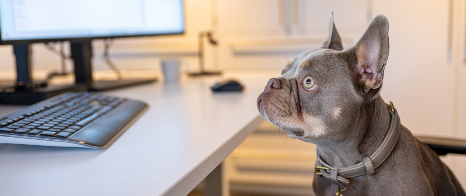 Hund schaut auf den Bildschirm